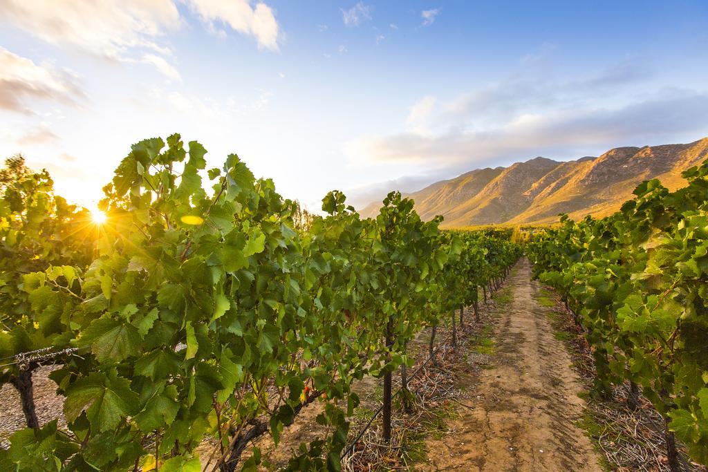 Hotel Klein Nektar Wine & Olive Estate Montagu Exteriér fotografie